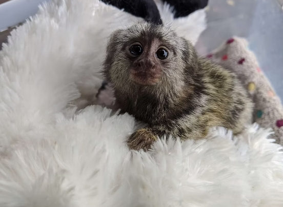 owning a marmoset