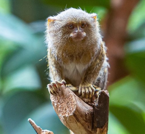 monyet pygmy marmoset