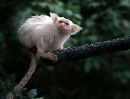 marmoset white