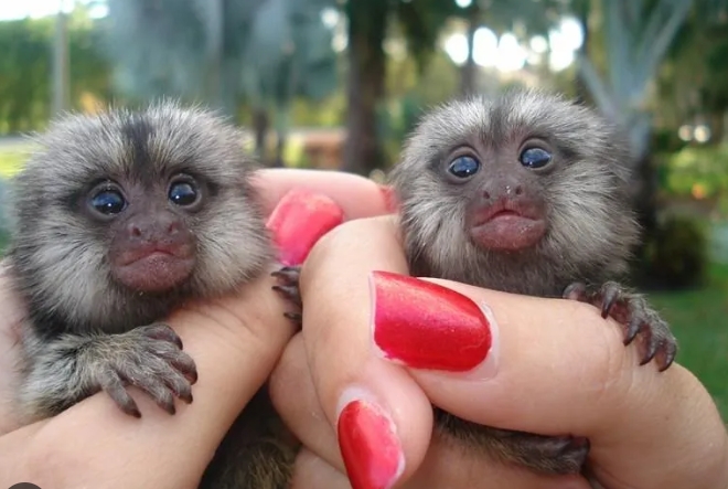 marmoset prices