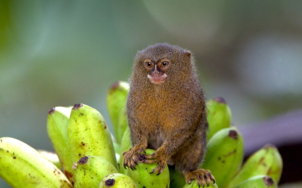 western pygmy marmoset