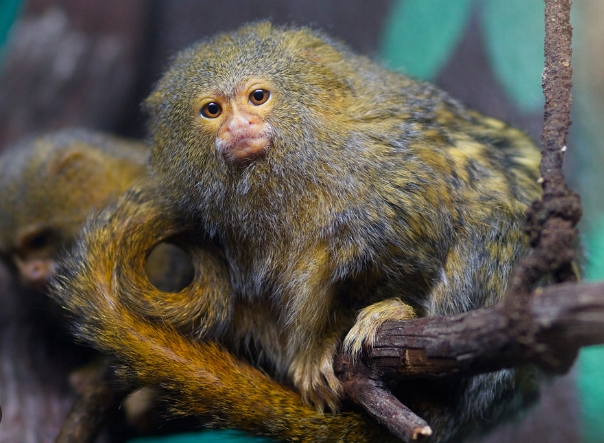 tiny marmoset