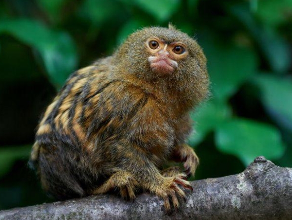 tiny amazon marmoset