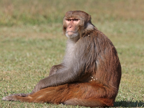 bonnet macaque price