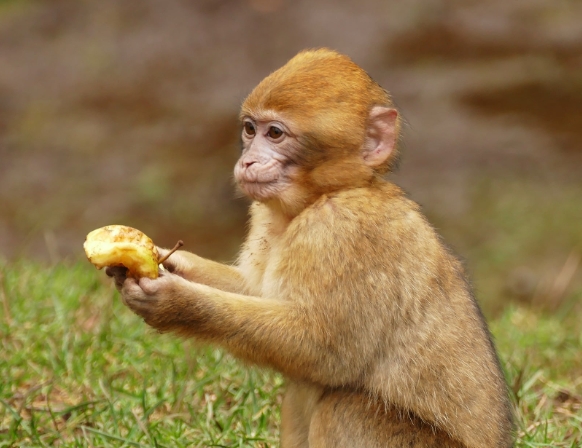 bonnet macaque pet