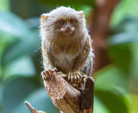 monyet marmoset