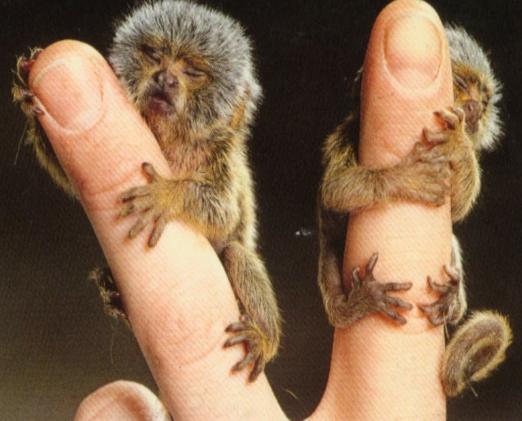 mono marmoset