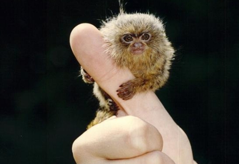 pygmy marmoset jual