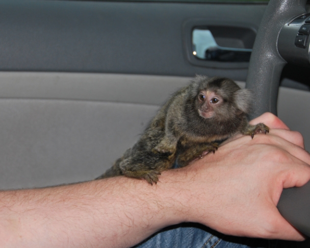 pygmy marmoset for sale near me