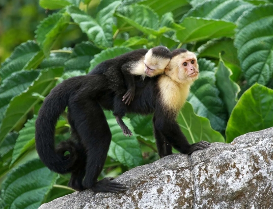 capuchin spider monkey