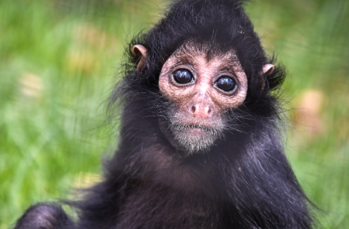 black handed spider monkey