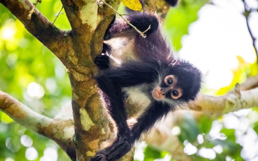 all about spider monkeys