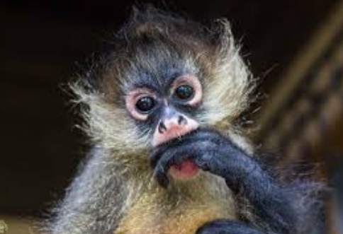 i want to buy a spider monkey