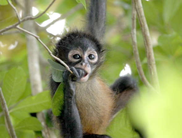 i want a spider monkey