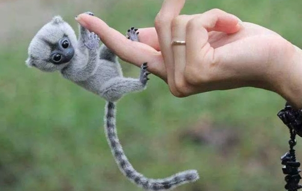 finger spider monkey