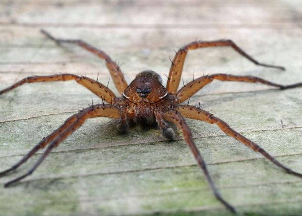 chester zoo spiders