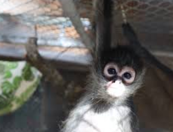 spider monkeys for adoption