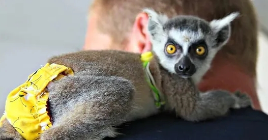 grey mouse lemur for sale