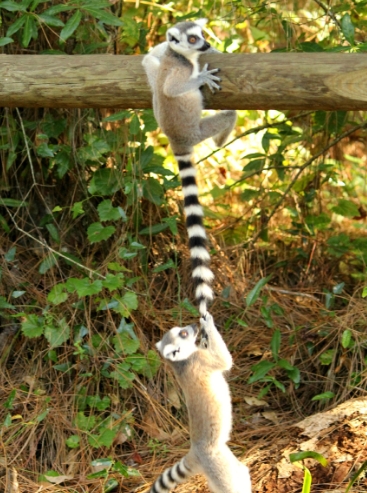 hanging lemur