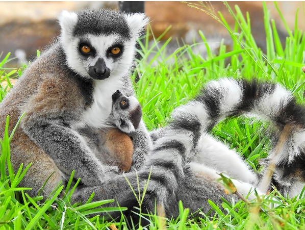 hawaiian false lemur