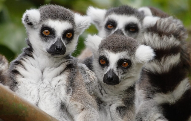 i love lemurs