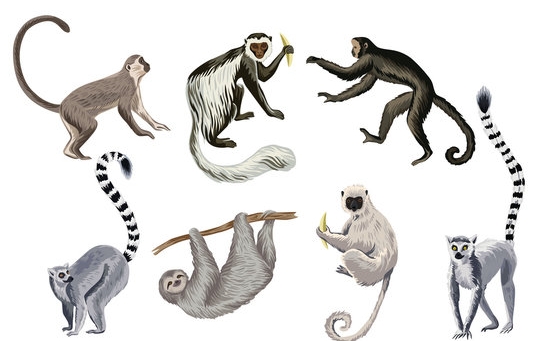 illustrations lemur