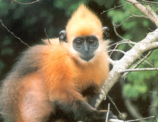 langur cat ba