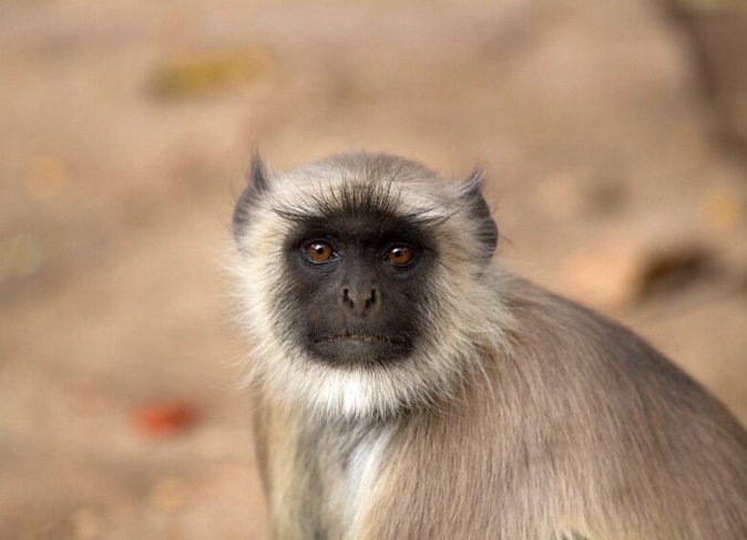 grey langur