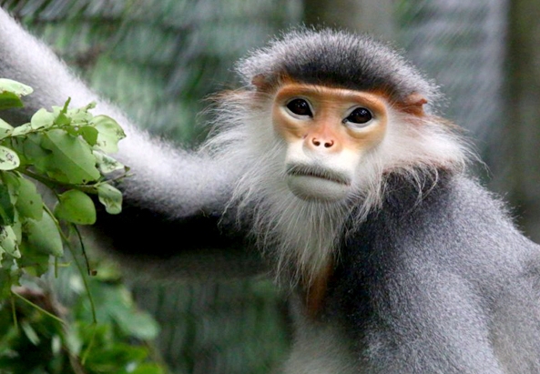 langur