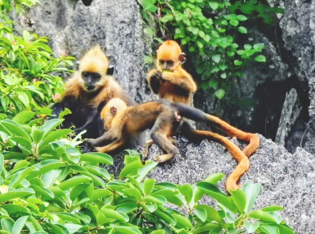 cat ba langur