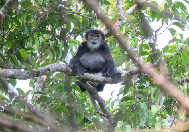 black shanked douc langur