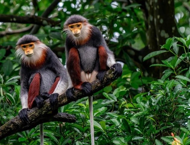 douc langur