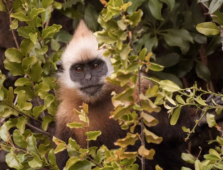 cat ba langur conservation project