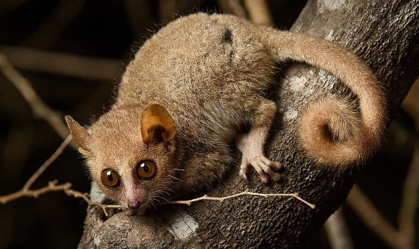 gray mouse lemur