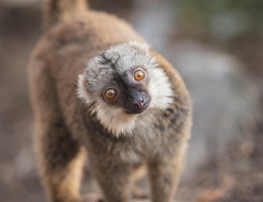 brown lemur