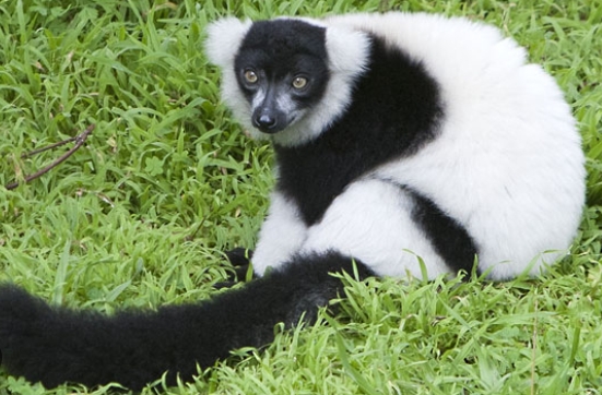 black white lemur