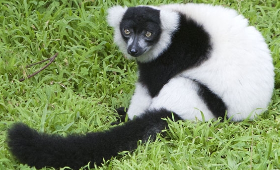 black and white lemur