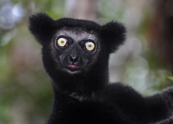 babakoto lemur