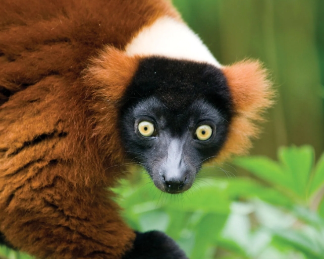 all about lemurs