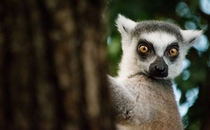 lemurs endangered