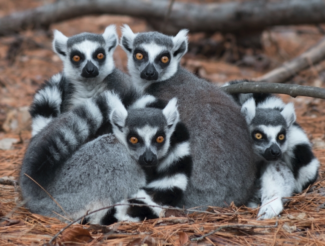 ring tailed lemur