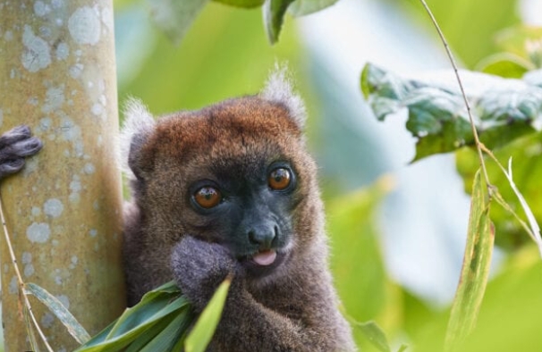 golden bamboo lemur