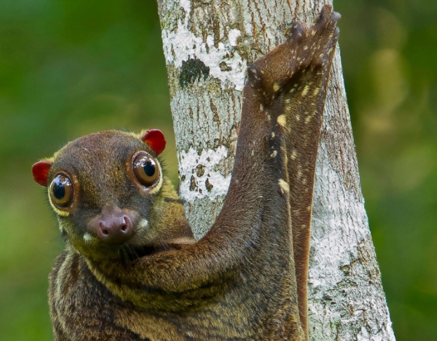 flying lemur pet