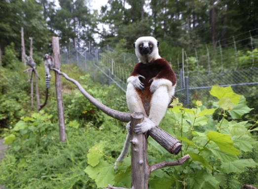 duke lemur center volunteer