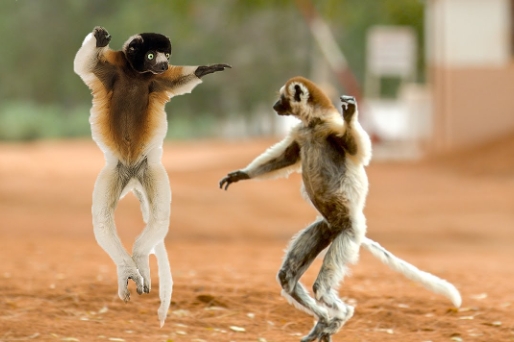 dancing ring tailed lemur