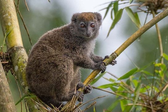 grey bamboo lemur