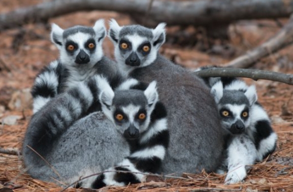 google lemurs