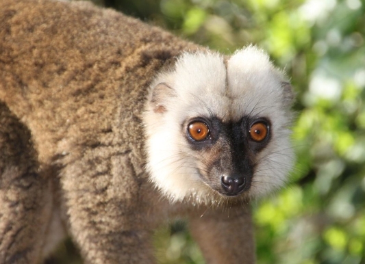 brown and white lemur