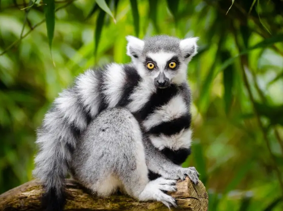 black and white ring tailed lemur