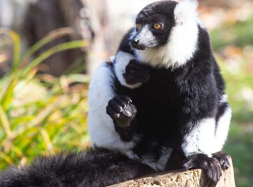 black & white lemur